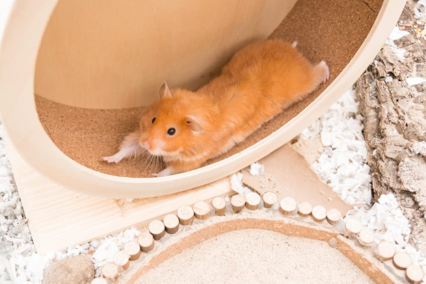 Hamster running on a wheel