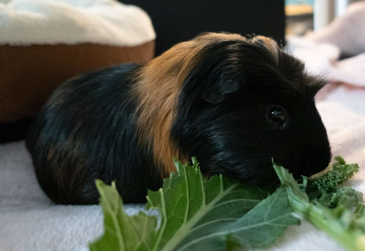 Reasons Not to Get a Guinea Pig