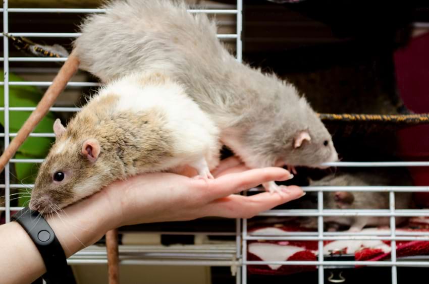 Are Rats Good Pets? 10 Reasons Why Rats Make Great Pets! Animallama