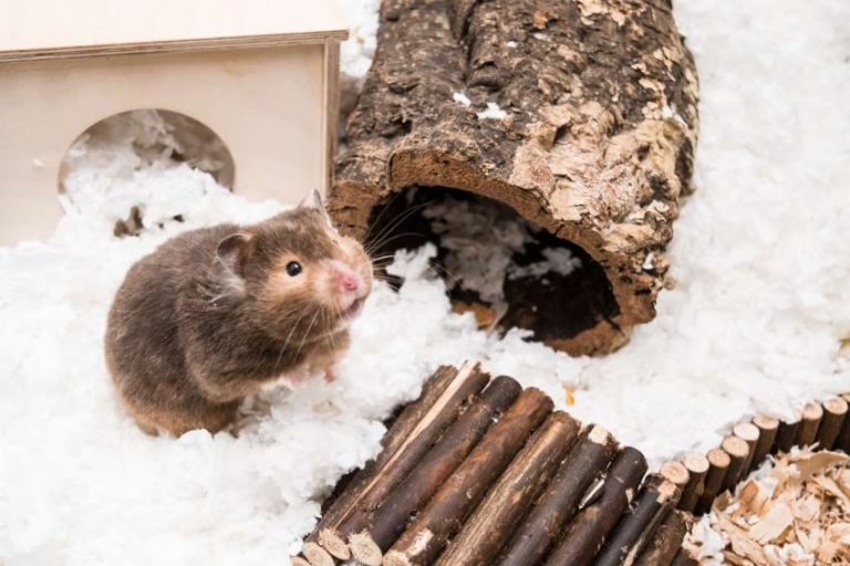 Best Hamster Bedding Burrowing Substrate, Nesting Material & Litter