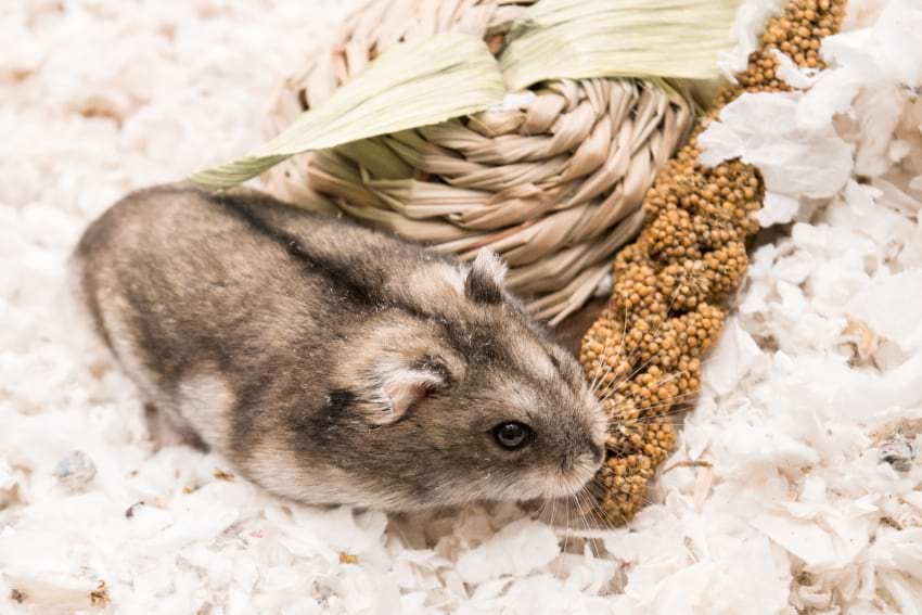 Hamster chew toys
