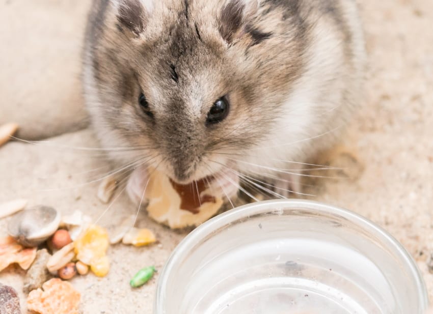 Hamster eating food