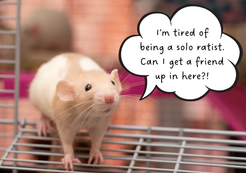 Pet rats need companionship