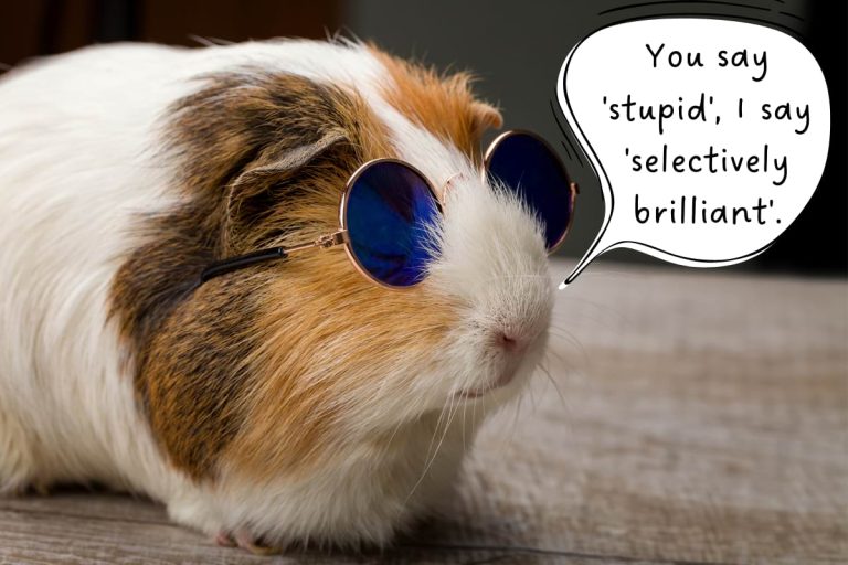 Are guinea pigs smart