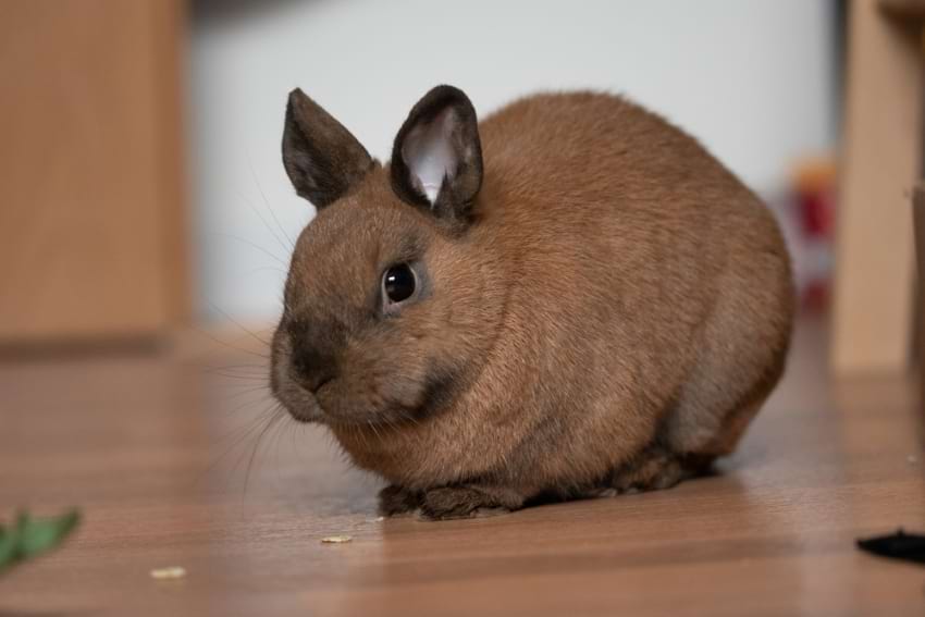 Brown rabbit