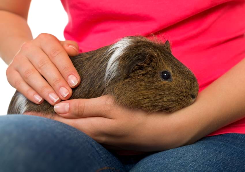 how do guinea pigs like to be held?
