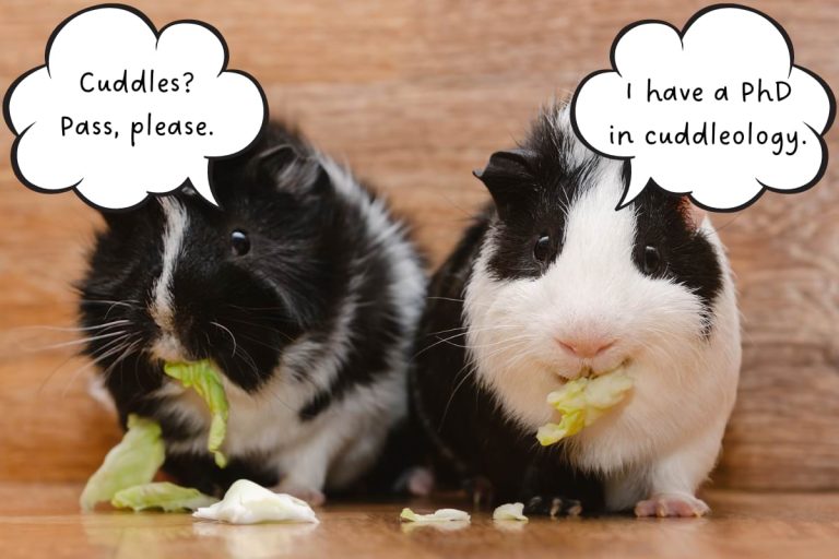 Do guinea pigs like to cuddle and be held?