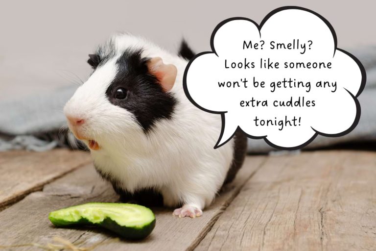Do guinea pigs smell