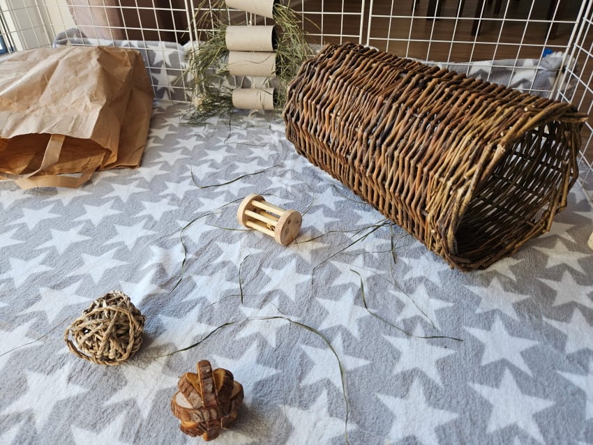 Enrichment for guinea pigs