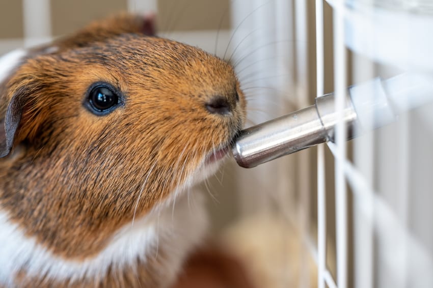Guinea pig drinking water