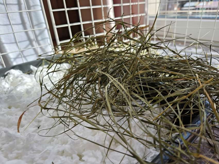 Guinea pig litter box