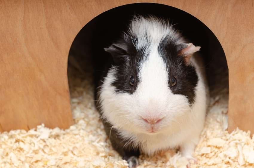 Deep layer of shavings for guinea pigs