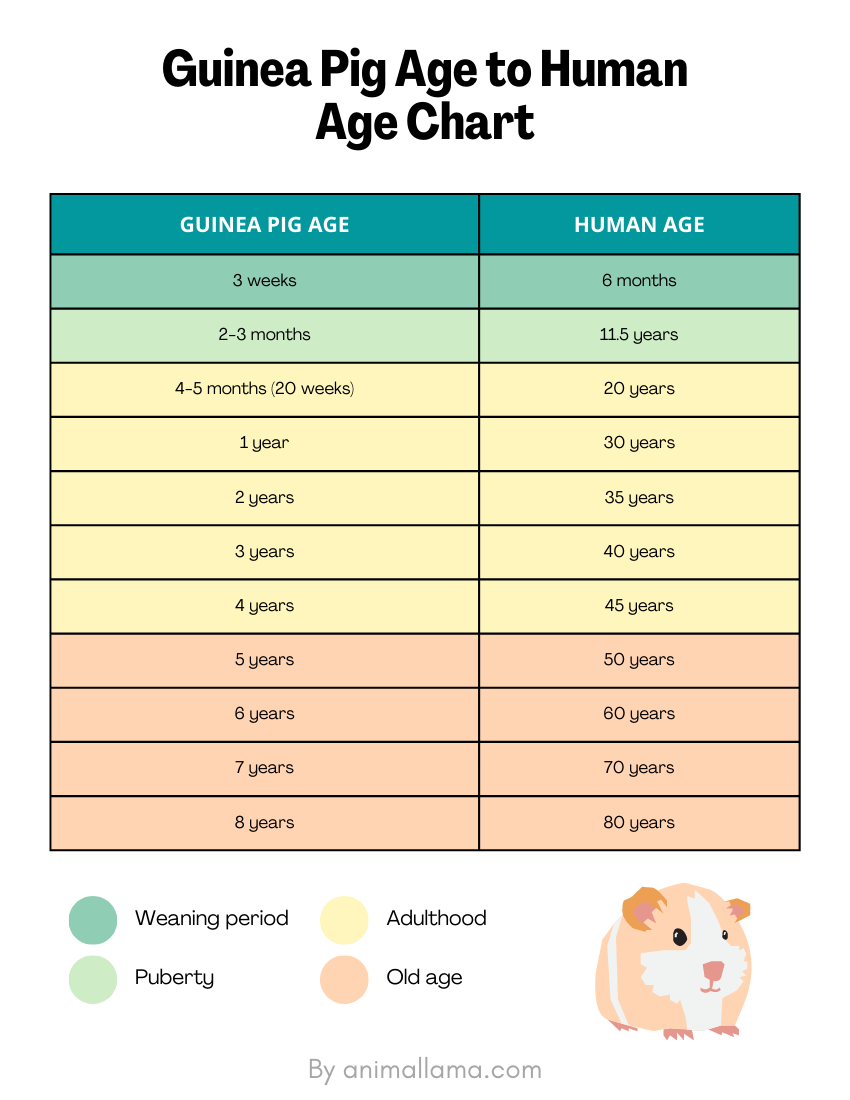 Guinea pig years to human years chart