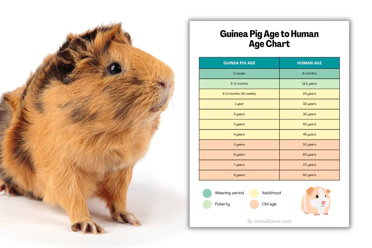 Guinea pig years to human years