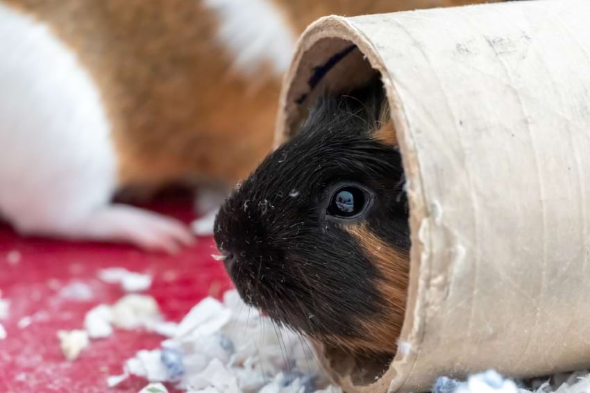 Guinea pigs plying with toys