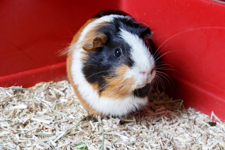 Best Bedding for Guinea Pigs Top 6 Choices That Are Safe & Comfortable