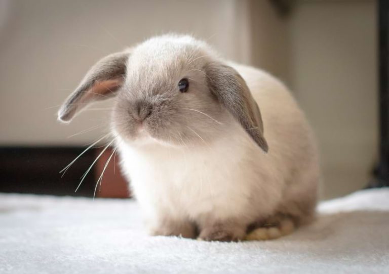 Why Do Rabbits Thump? Decoding the Meaning Behind Thumping