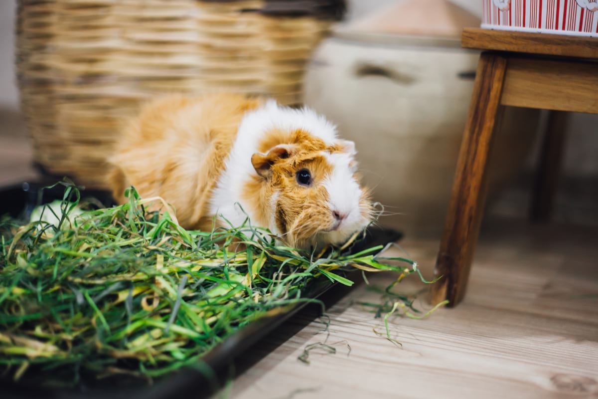 How Long Can Guinea Pigs Go Without Food and Water?