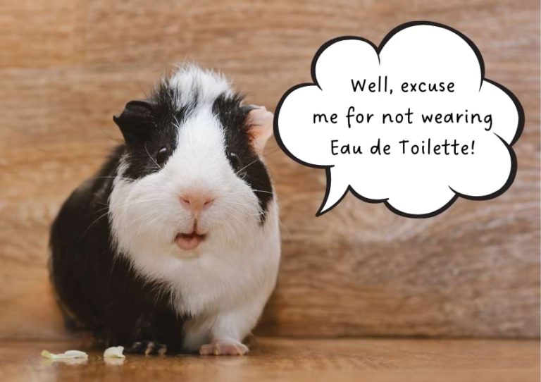 Do Guinea Pigs Smell? 10 Simple Steps to Eliminate Smells