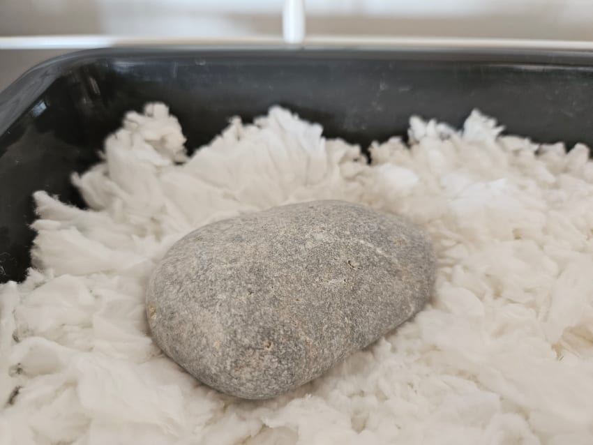 Litter box with a rat pee rock