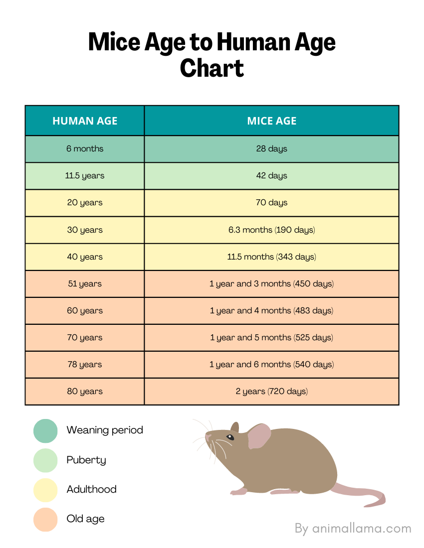 Mice age to human age chart