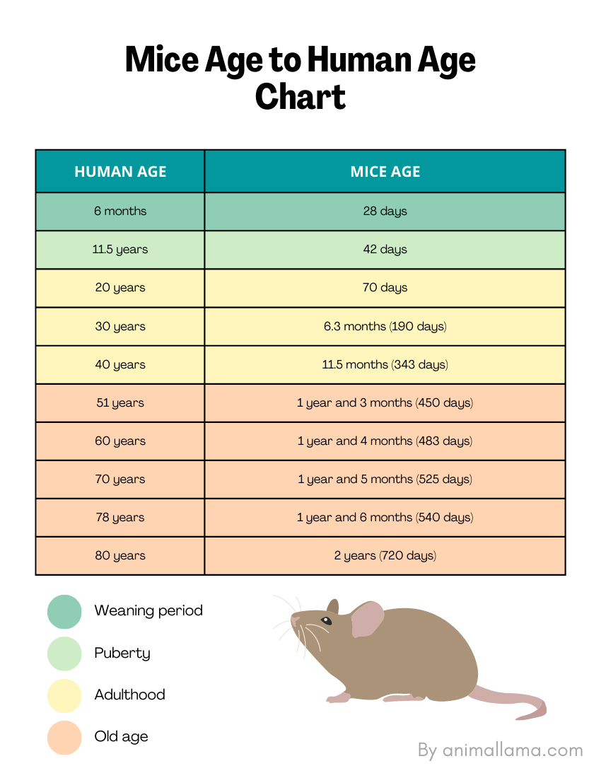 rat to human age conversion chart  Pet rats, Baby rats, Aging in humans