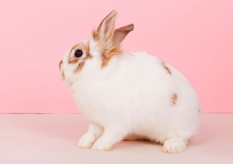Why Do Rabbits Thump? Decoding the Meaning Behind Thumping
