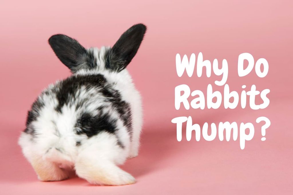 Rabbit Feeding Guide What & How Much to Feed Your Bunnies