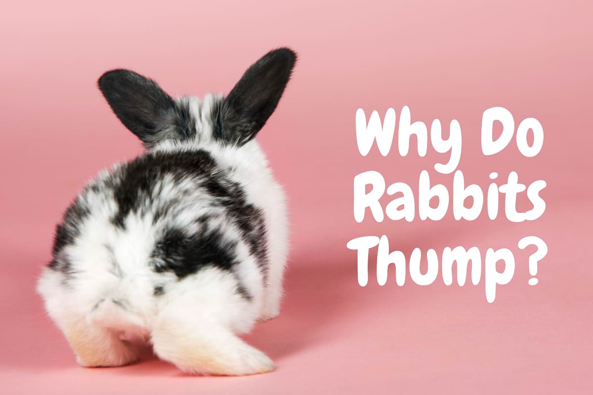 Why do rabbits thump