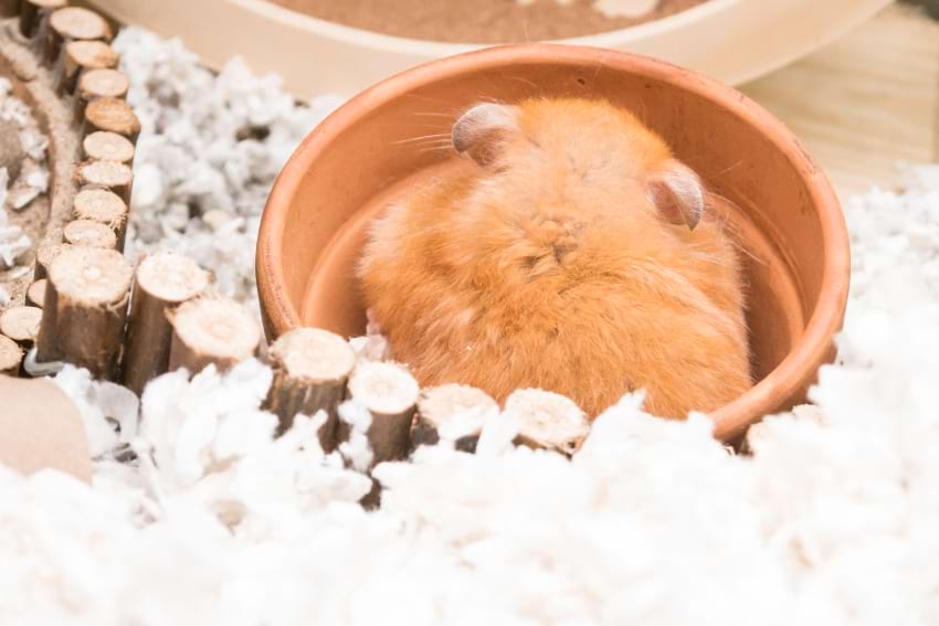 Things to know about hamsters