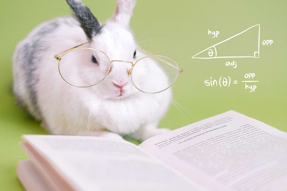 How smart are rabbits