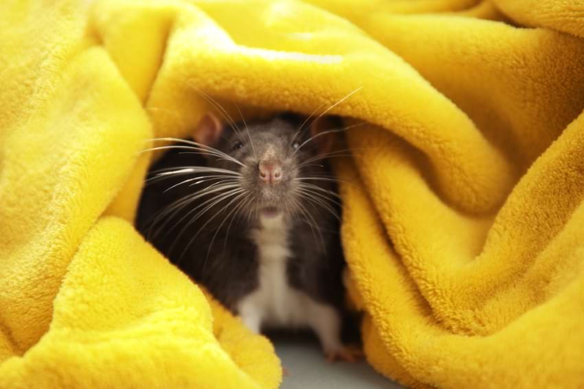Should you bathe your pet rats