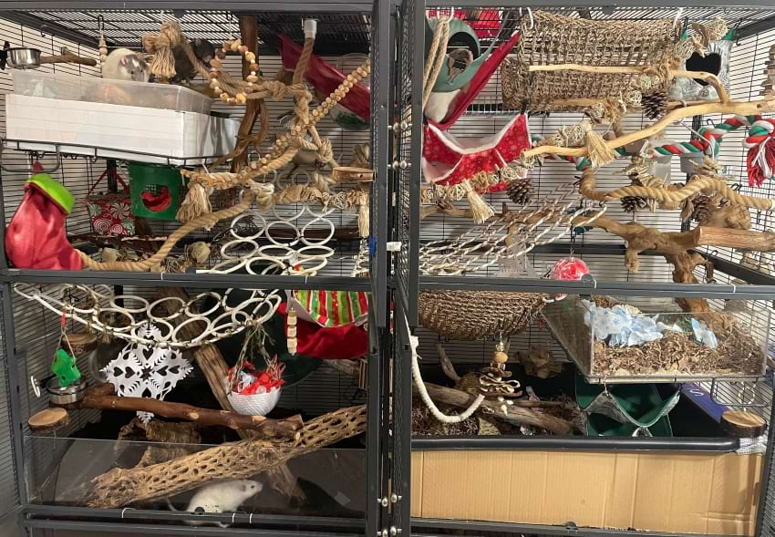 Best Type of Rat Cages
