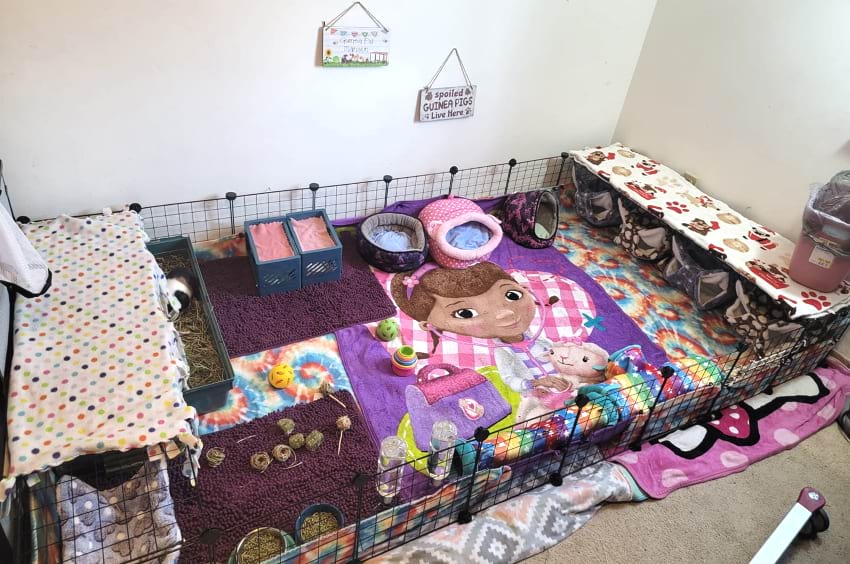 C&C Guinea pig cage
