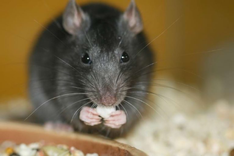 What Do Pet Rats Eat? A Guide to a Healthy Diet for Rats