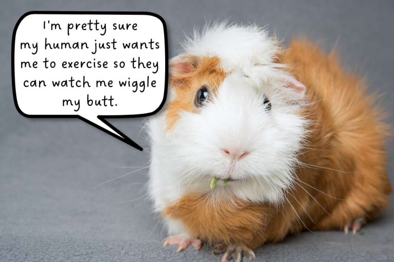 Exercise for guinea pigs