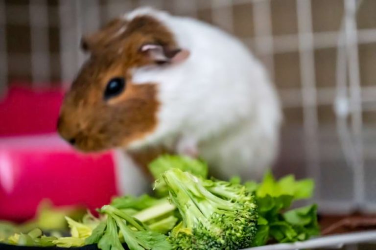 Exercise for Guinea Pigs: 14 Tips to Keep Your Cavies Active - Guinea Pigs Healthy Eating Habits Veggies Prioritize