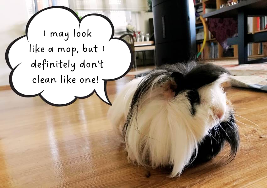 Guinea pig grooming guide: Trimming their hair