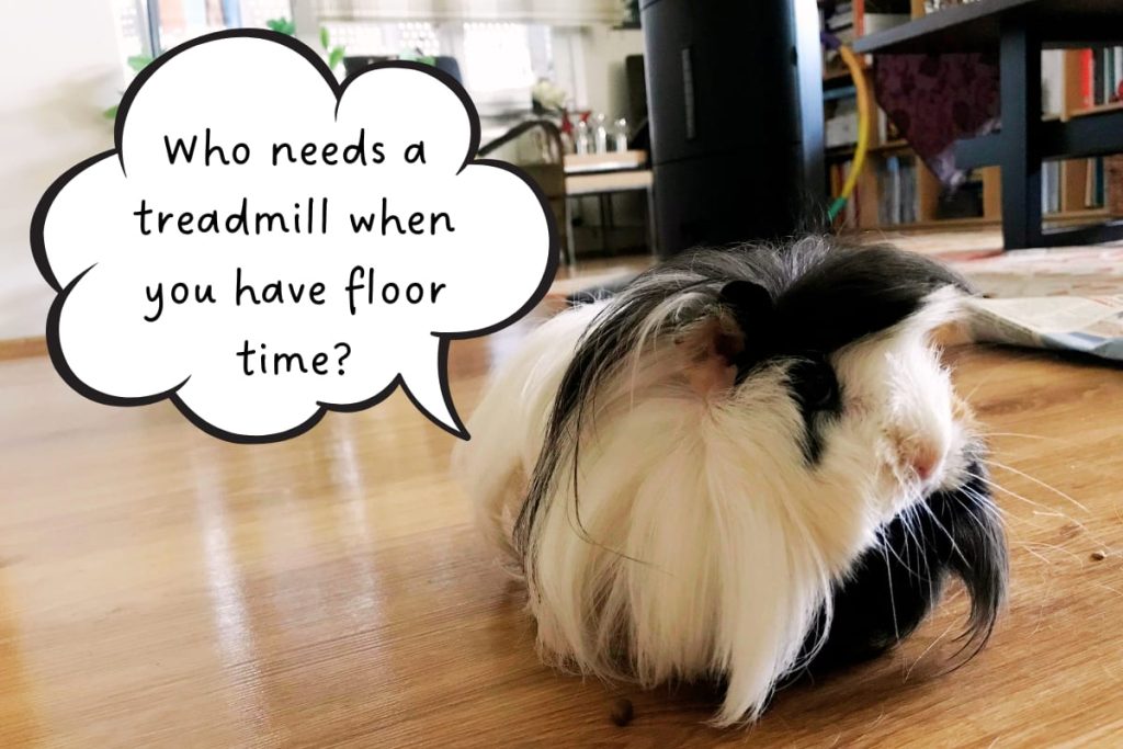 How to Train Your Guinea Pigs Easy Tricks to Try Animallama