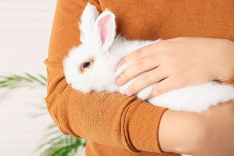 Do Bunnies Like to Cuddle & Be Held? Animallama