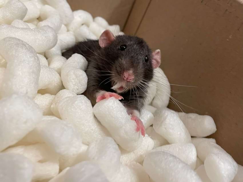 Cardboard boxes as rat toys