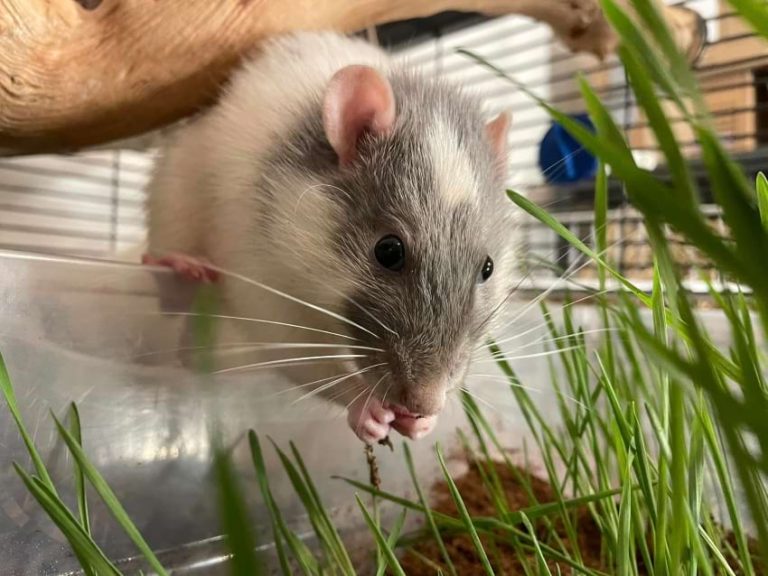 Rat Digging Box How to Set It Up Animallama