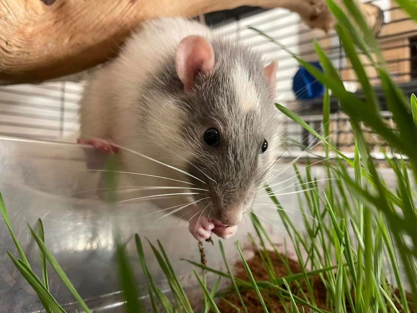 Rat enjoying the dig box