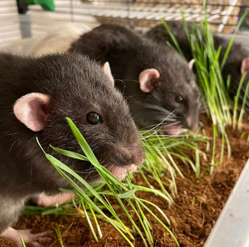 Rat dig box with wheatgrass