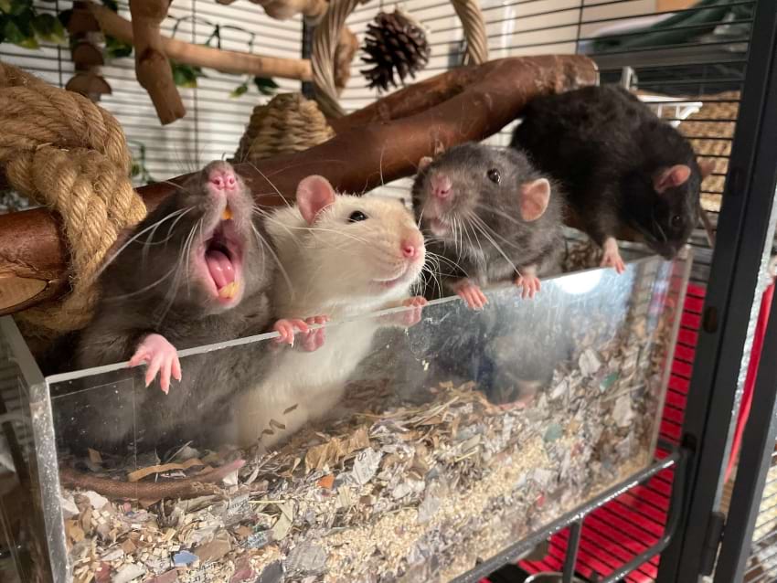 Do Rats Dig At Night at Dale Martinez blog
