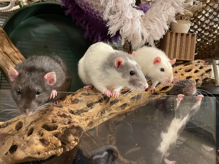 Rats in a cage, wheel in the background