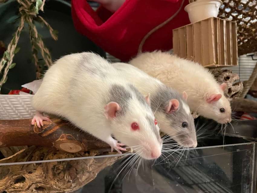 Dumbo and top-eared rats