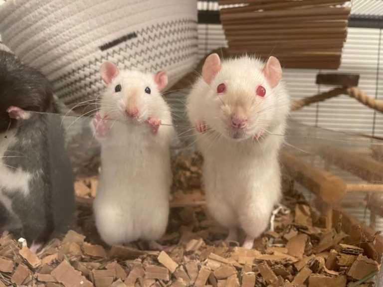 Our Best Rat Bedding Picks Based on 20 Years of Experience