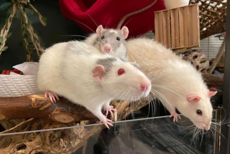 Dumbo Rats vs Fancy Rats: All Pet Rats Are Fancy Rats, Not All Are Dumbo