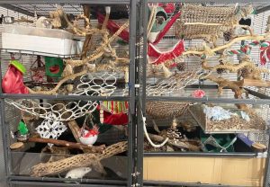 Rat Cage Setup Ideas & Tips [+ Photos] | Keep Your Rats Active